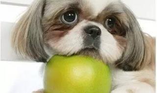 幼犬可以吃水果吗 狗可以吃水果吗